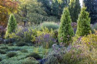 Thuja occidentalis Barabit's in mixed border. 