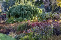 Chusquea gigantea , Bamboo in The Dell Garden, The Bressingham Gardens. November.