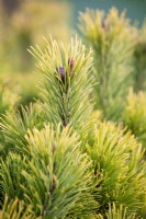 Pinus mugo 'Carsten's Wintergold', Conifer. 