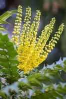 Mahonia media 'Charity', Oregon Grape. Shrub. 