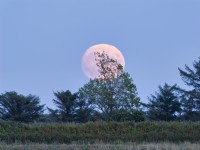 Full moon rising over trees on Norfolk marshes