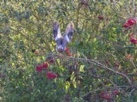 Columba palumbus - Wood Pigeon taking flight from Sorbus aucuparia - Mountain ash
