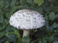 Chlorophyllum rhacodes - Shaggy Parasol