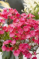 Lewisia Safira Coral, summer June