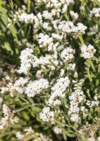 Limonium sinuatum Iceberg, summer August