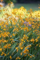 Crocosmia crocosmiiflora 'Lady Hamilton',Perennial. 