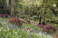 Acer palmatum 'Dissectum' dotted across a bank in early May at Enys garden in Cornwall