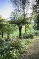 Astelias and tree ferns in early May