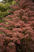 Cryptomeria japonica 'Elegans' in March