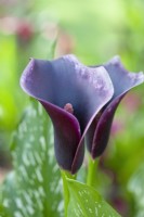 Zantedeschia 'Dubai Nights', synonym Zantedeschia 'Dozanduni'