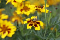 Bee on Tagetes patula 'Naughty Marietta'