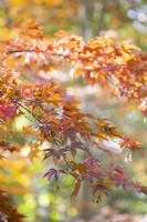 Acer palmatum 'Osakazuki', Maple. Tree, November.
