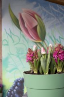 Painted tulip on wall of veranda and container with pink Hyacinth and white pink tulips.