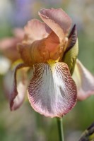 Historic Tall Bearded Iris 'Hochspannung'