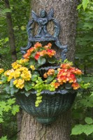 Red and orange Begonia 'Amstel Carnaval,' Lysimachia nummularia 'Aurea' - Loosestrife growing in multilevel planter attached to tree trunk in front yard garden in spring