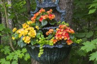 Red and orange Begonia 'Amstel Carnaval,' Lysimachia nummularia 'Aurea' - Loosestrife growing in multilevel planter attached to tree trunk in front yard garden in spring