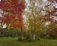 Acer rubrum 'October Glory' and Betula utilis var. jacquemontii