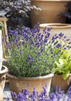 Lavandula angustifolia in pot, summer August