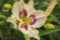 Hemerocallis x hybrida - Daylily in summer