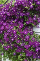 Clematis viticella 'Etoile Violette' growing on side wall of garden shed in summer