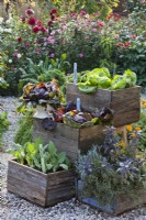 Autumnal vegetables includes kohlrabi, chicory and herbs in wooden containers.