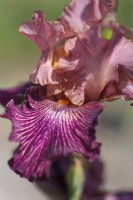 Tall Bearded Iris 'Artistic Web' - Hybridizer Richard Tasco, 2010