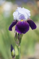 Historic Tall Bearded Iris 'Helen Collingwood' - Hybridizer Kenneth D. Smith, 1949