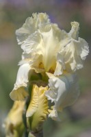 Tall Bearded Iris 'Lemon Fire'  - Hybridizer Ladislav Muska, 1996