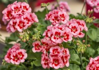 Pelargonium Calliope M Pink Splash, summer June