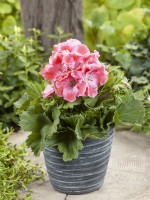 Pelargonium grandiflorum, summer July