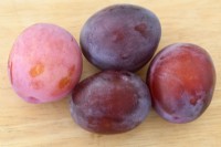 Prunus  'Black Amber' Picked plums at different stages of ripeness  August