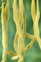 Phaseolus  vulgaris  'Kentucky Wonder Wax'  Climbing French beans   August