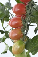 Solanum lycopersicum  'Pink Grape'  Cherry tomatoes  Fruit ripening  Syn. Lycopersicon esculentum  August