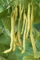 Phaseolus  vulgaris  'Kentucky Wonder Wax'  Climbing French beans  August