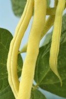 Phaseolus  vulgaris  'Kentucky Wonder Wax'  Climbing French beans  September