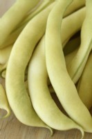 Phaseolus  vulgaris  'Kentucky Wonder Wax'  Climbing French beans  Picked beans  August