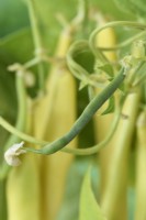 Phaseolus  vulgaris  'Kentucky Wonder Wax'  Climbing French beans  Young bean  August