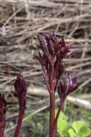 Paeonia Peony shoots appearing from the ground at the end of winter/early spring.