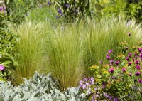 Perennial border with Stipa tenuissima, spring May