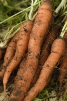 Daucus carota  'Little Finger'  Freshly lifted carrots  September