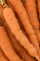 Daucus carota  'Little Finger'  Washed freshly lifted carrots  September