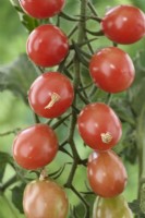 Solanum lycopersicum  'Pink Grape'  Cherry tomatoes  Fruit ripening  Syn. Lycopersicon esculentum  August