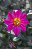 Dahlia 'Hadrian's Bubblegum' with Bee - September 