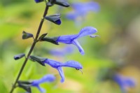 Salvia 'Rockin' Blue Suede Shoes' - August