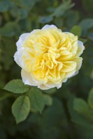 Rosa 'The Country Parson' - Ausclergy - June 