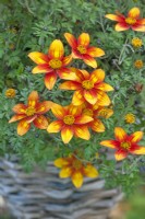 Bidens 'Hot & Spicy' - October 