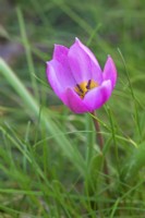 Tulipa humilis 'Helene' - March