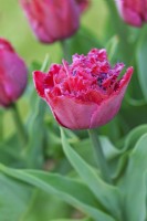 Tulipa 'Cranberry Thistle' - April