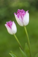 Tulipa 'Eyelash' - April