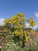 Acacia pravissima - Oven's wattle